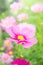 Pink flowers in the garden , cosmos beautiful flowers sunlight i