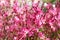 Pink flowers Gaura