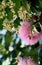 Pink flowers and glossy green leaves of the weeping Lilly Pilly, Syzygium Cascade, family Myrtaceae. Bush tucker plant producing e