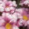 Pink flowers glowing background