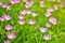 Pink flowers on grass in the outdoor garden there is a shining light