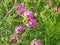 Pink flowers, grass and puffy plants