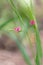 Pink flowers of grass vetchling with blurred green background