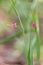 Pink flowers of grass vetchling with blurred green background