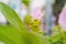 Pink flowers and gree leaves, Pink krachiew flowers