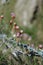 Pink flowers and green barbed wire on a hillside