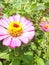 Pink Flowers and green fresh leaves around.