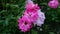 Pink flowers among green grass on the flowerbed