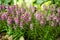 Pink flowers with green leaves in the background. Indoor nature view