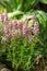 Pink flowers with green leaves in the background. Indoor nature view