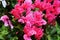 Pink flowers and green leaves flowers, close up