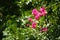 Pink Flowers greenery background green leafs