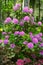 Pink flowers growing on blooming rhododendron shrub.