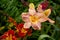 Pink flowers. Hemerocallis Anne McWilliams. Daylilies blossom in the summer.