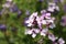 Pink flowers of Hesperis matronalis plant ,common names dame`s rocket, dame`s-wort, dame`s gilliflower, night-scented