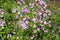 Pink flowers of Hesperis matronalis plant ,common names dame`s rocket, dame`s-wort, dame`s gilliflower, night-scented