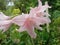 Pink flowers, Hippeastrum, Amaryllis, Star Lilly.