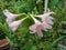 Pink flowers, Hippeastrum, Amaryllis, Star Lilly.