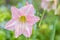 Pink flowers, Hippeastrum, Amaryllis, Star Lilly.