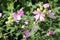 Pink flowers of hollyhock mallow or Malva alcea