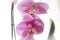 Pink flowers home Orchid. Blooms Orchid. Beautiful pink Orchid.