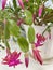 pink flowers of a houseplant decembrist on a windowsill