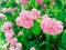 Pink flowers of hydrangea close-up. Natural hydrangea flowers background. Hydrangea macrophylla bush