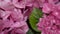 Pink flowers of hydrangea close-up. shallow DOF