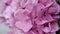 Pink flowers of hydrangea close-up. shallow DOF