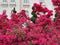 Pink Flowers Of Iasi Palace Garden