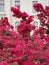 Pink Flowers Of Iasi Palace Garden