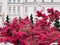 Pink Flowers Of Iasi Palace Garden