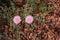 Pink flowers of ice plant. Desert plant in bloom