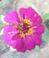 Pink flowers image ,cosmos flower gardening image