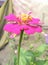Pink flowers image ,cosmos flower gardening image