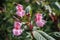 Pink flowers of Impatiens glandulifera / Himalayan Balsam in flower in Serbia Kosovo