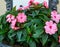 Pink flowers of impatiens in hanging flower bed
