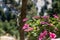 Pink flowers impatiens walleriana or busy Lizzie. Blur nature background