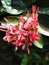 Pink Flowers Inflorescence