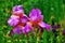 Pink flowers of an iris