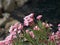 Pink flowers on Italian rocks