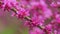 Pink Flowers On Judas Tree With Bees Working. European Tsertsis. Close up.