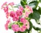 Pink flowers of Kalanchoe plant with green leaves isolated