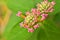 Pink flowers Lantana camara west indian lantana plant ,Multicolour ,Hindi Putus flower ,Kantutay ,Wild sage ,Red sage ,Tickberry .