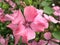 Pink flowers of Lavatera trimestris plant