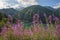 Pink flowers at a like in the mountains, Dolomites, Italy