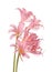 Pink flowers of Lycoris squamigera isolated against a white back