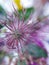 Pink flowers macro, tenderness. Background, photo Wallpaper.