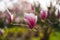 Pink flowers of Magnolia sulange