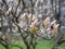 Pink flowers of Magnolia sulange